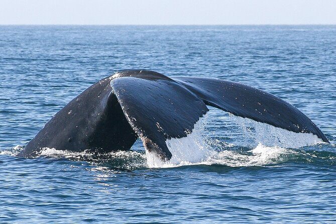 Sunset Whale Watching in San Jose del Cabo - Why This Tour Offers Great Value