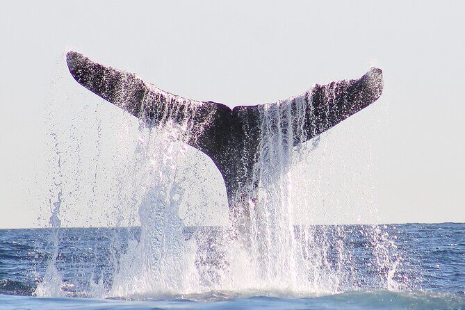 Sunset Whale Watching in San Jose del Cabo - Additional Details and Practical Tips