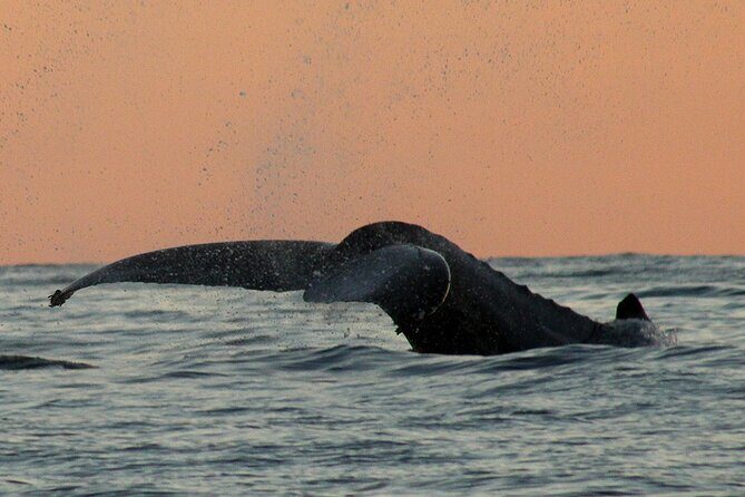 Sunset Whale Watching in San Jose del Cabo - Final Thoughts: Who Is This Tour Perfect For?