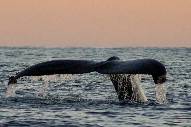 Sunset Whale Watching in San Jose del Cabo - FAQ