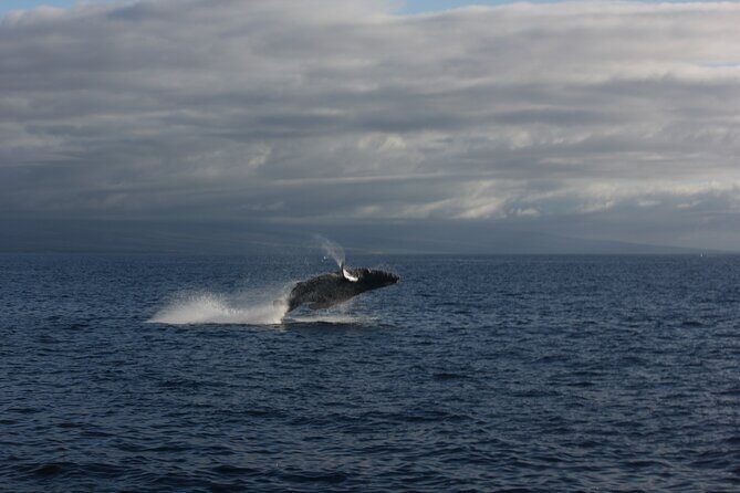 Sunset Whale Watching Shared Activity - Good To Know