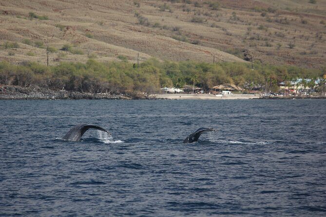 Sunset Whale Watching Shared Activity - Who Will Love This Experience?