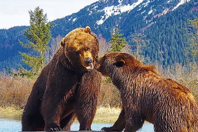 Sunset Wilderness Wildlife and Glacier Experience - Good To Know