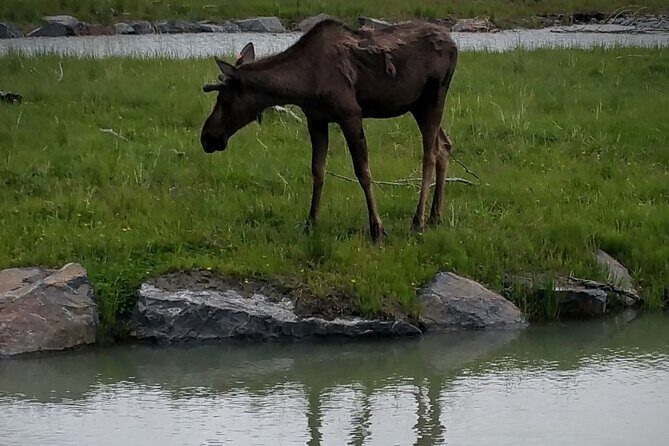Sunset Wilderness Wildlife and Glacier Experience - Who Will Love This Tour?