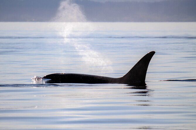 Sunset Zodiac Tour - The Itinerary and Experience Breakdown