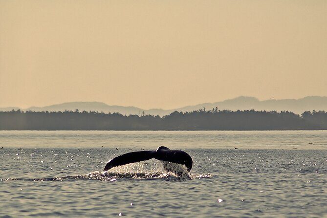 Sunset Zodiac Tour - Practical Details and Considerations