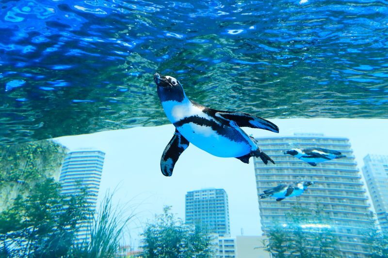 Sunshine Aquarium and SKY CIRCUS Sunshine 60 Observatory Ticket - A rooftop aquarium with a Tokyo backdrop