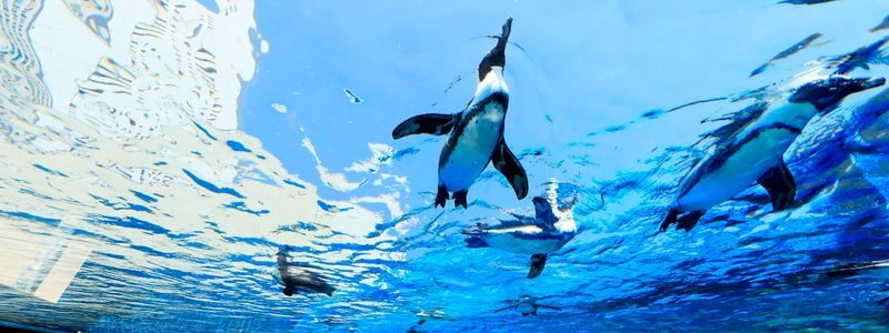 Sunshine Aquarium Ticket in Tokyo - Sunshine Aquarium at a glance