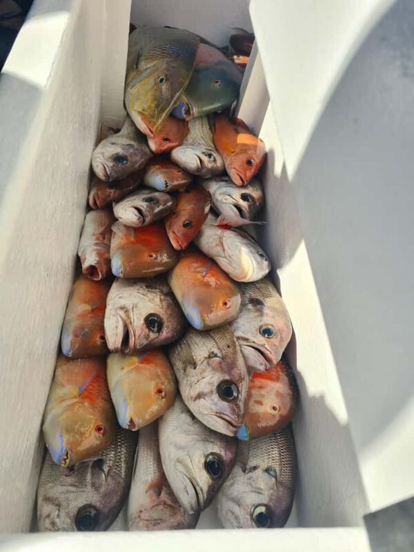 Sunshine Coast: Fishing Charters - What Makes This Fishing Trip Stand Out?