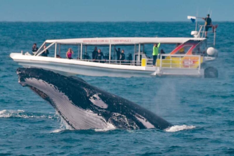 Sunshine Coast: Humpback Whale Cruise And Swim - Good To Know