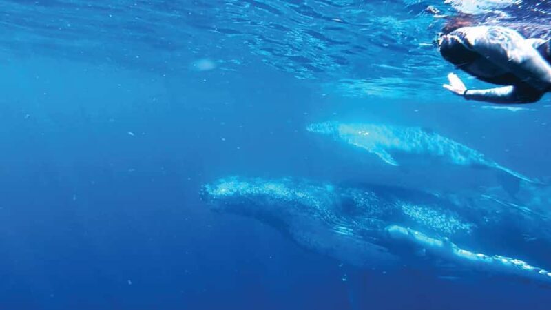 Sunshine Coast: Humpback Whale Cruise And Swim - Real Experiences and Honest Feedback