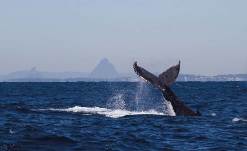 Sunshine Coast: Humpback Whale Cruise And Swim - Who Should Consider This Tour?