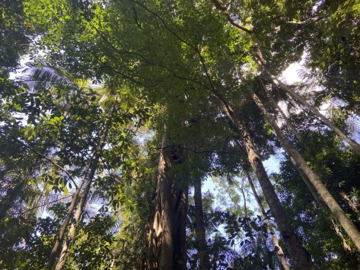 Sunshine Coast: Maleny Village and Kondalilla Falls Tour - Experience Highlights