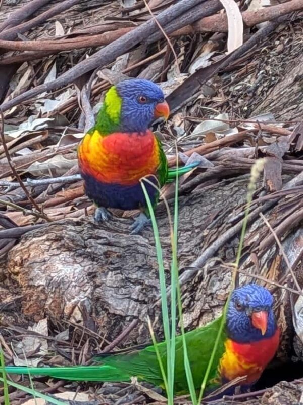 Sunshine Coast: Private Customizable Day Tour - Who Should Consider This Tour?