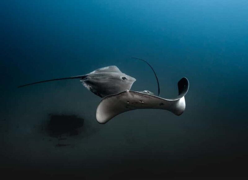 Sunshine Coast: Scuba Dive the Ex-HMAS Brisbane Ship Wreck - Exploring the Experience: What You Can Expect