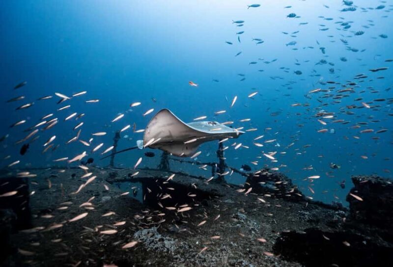 Sunshine Coast: Scuba Dive the Ex-HMAS Brisbane Ship Wreck - Why This Tour Is Worth It