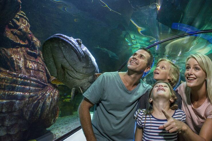Sunshine Coast: SEA LIFE Sunshine Coast Entry Ticket - Experience Highlights