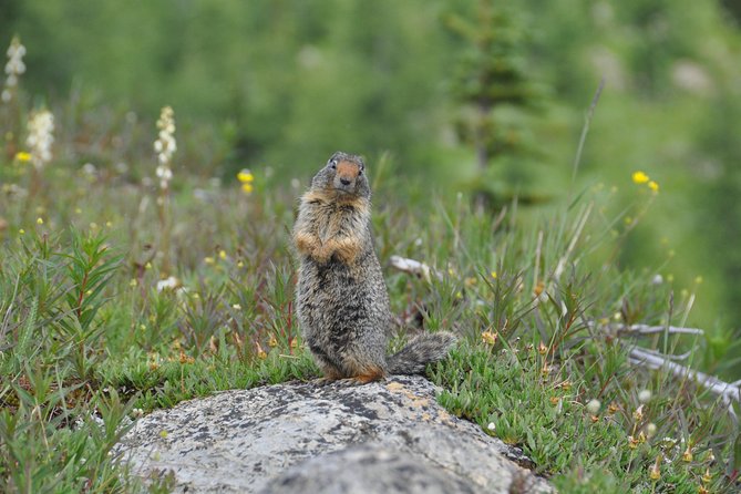 Sunshine Meadows Vistas - Guided Hike (Easy) - Reviews