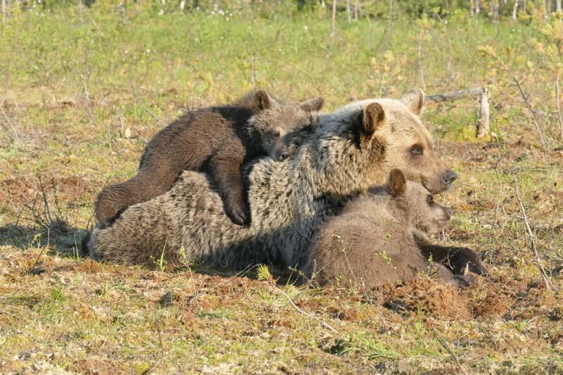 Suomussalmi, Finland: Bear Watching and photography night - FAQs