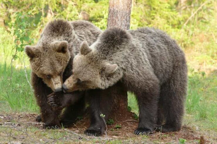 Suomussalmi, Finland: Bear Watching and Photography Night - Wildlife in Suomussalmi