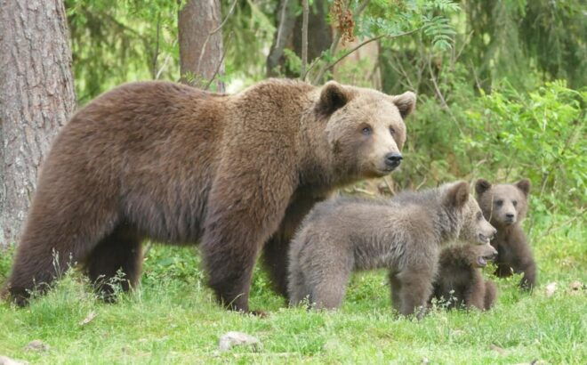 Suomussalmi, Finland: Bear Watching and Photography Night - Restrictions and Guidelines