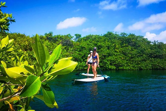 SUP Cenote Tour- Private Paddleboard & Snorkel Tour - Pickup and Transportation