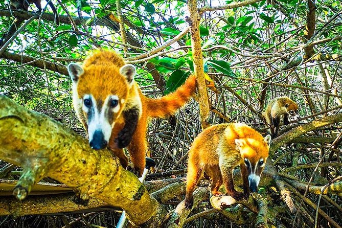 SUP Cenote Tour- Private Paddleboard & Snorkel Tour - The Sum Up