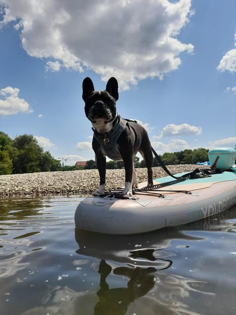 SUP Station Würzburg: SUP board rental, courses, training directly on the Main - The Experience of Paddling in Würzburg