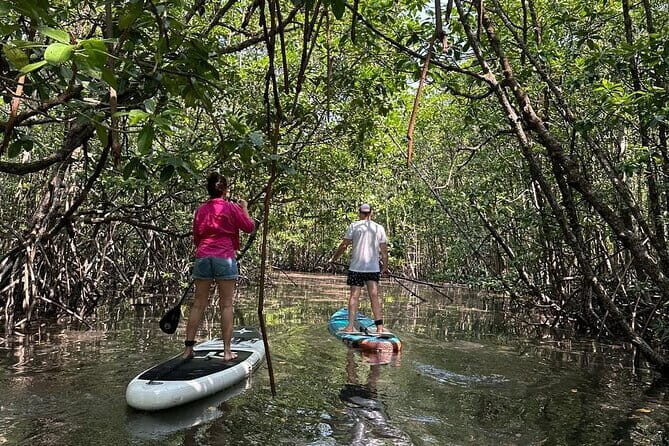 SUP Tour in Mangrove Forest of Koh Rong Sanloem - Good To Know