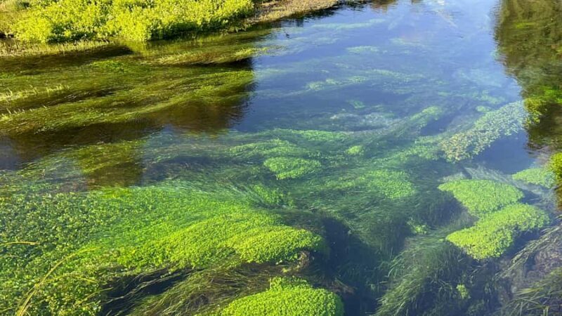 SUPER DEAL: Ruakuri Caves, Te Puia Rotorua & Blue Springs - Exploring the Complete Itinerary and What You’ll Experience