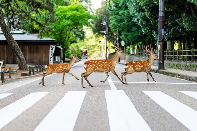 Super Express Nara & Kyoto Private 1-Day Tour from Tokyo - Good To Know