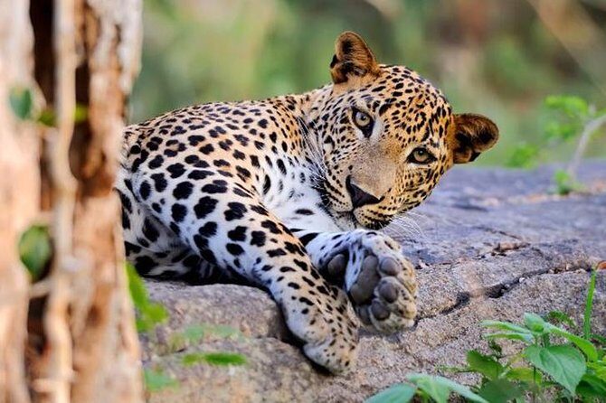 Super Luxury Jeep Safari at Yala National Park - Good To Know