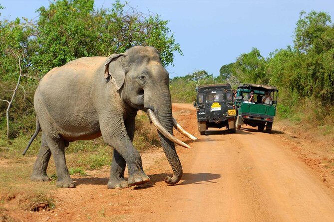 Super Luxury Jeep Safari at Yala National Park - Detailed Breakdown of the Safari Experience