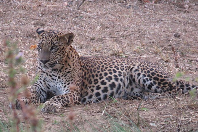 Super Luxury Jeep Safari at Yala National Park - FAQ