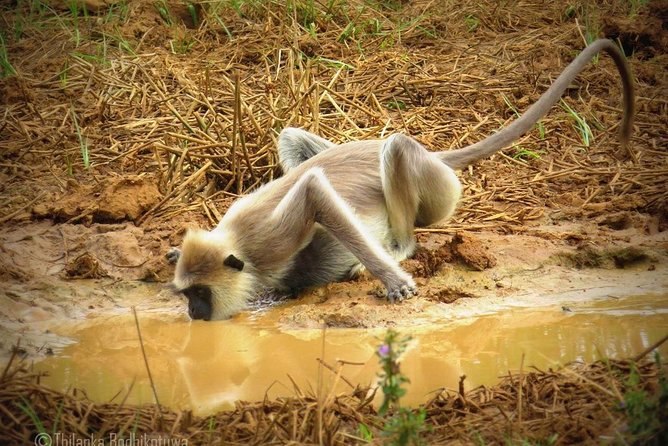 Super Luxury Jeep Safari at Yala National Park - Booking Details