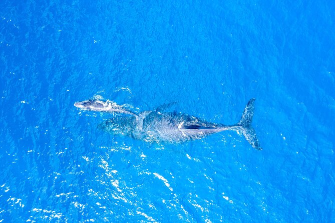 Super Raft - Private Charter Maui 3 Hour Snorkel to Coral Gardens or Molokini - Common Questions