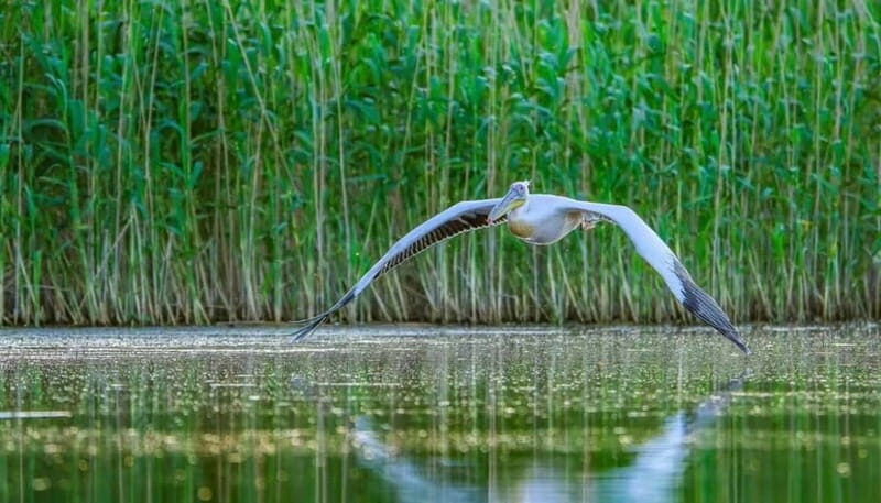 SUPER TOUR: Day Trip to Danube Delta - Good To Know