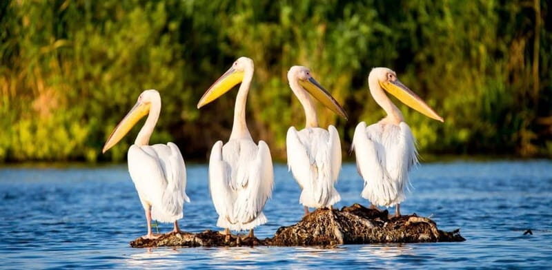 SUPER TOUR: Day Trip to Danube Delta - Practical Details