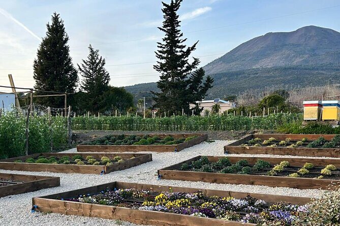 Superior Wine Tasting with Lunch on the slopes of Mt. Vesuvius - The Vineyard Tour