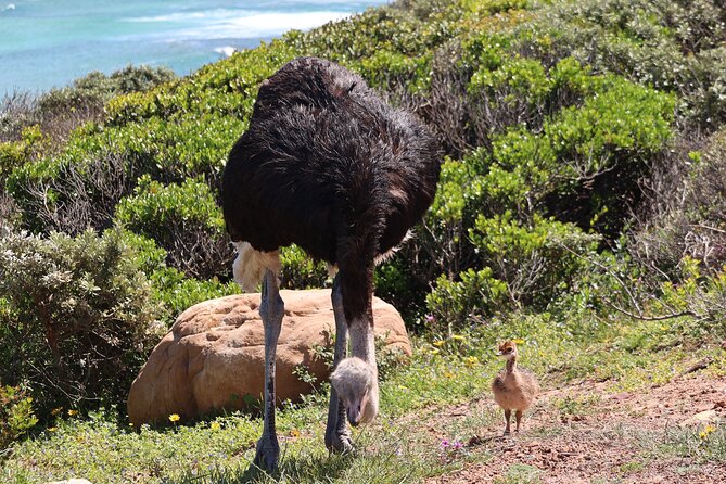 Supersaver: Cape of Good Hope and Cape Point Day Tour From Cape Town - Travel in an Air-Conditioned Minivan