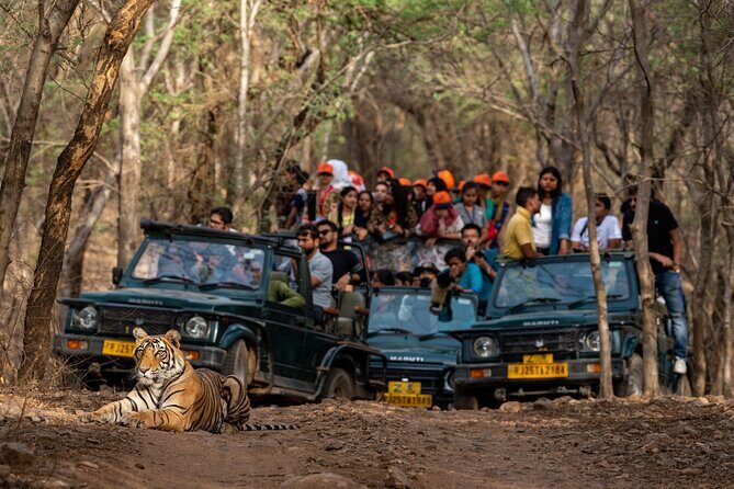Sure Shot Tiger Viewing: Half-Day Panna National Park Jeep Safari - Introduction