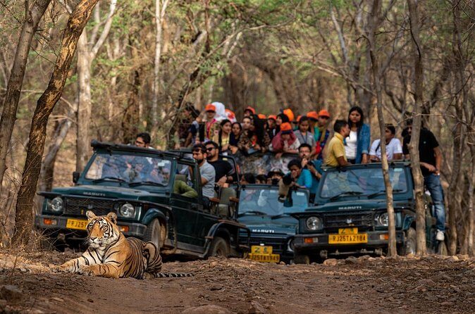 Sure Shot Tiger Viewing: Half-Day Panna National Park Jeep Safari - Pricing & Value Analysis