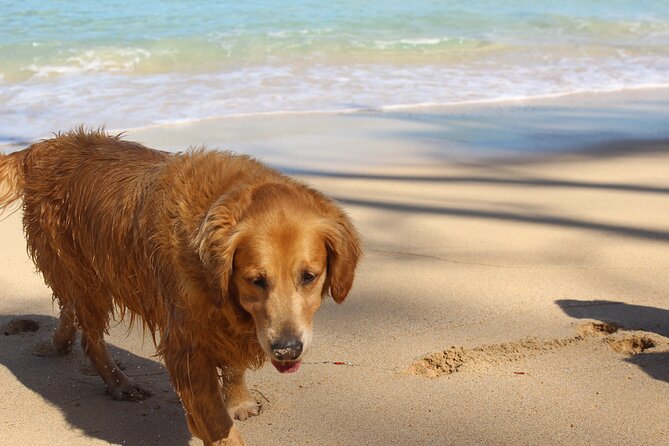 Surf Lessons on the North Shore of Oahu - End Point and Cancellation Policy
