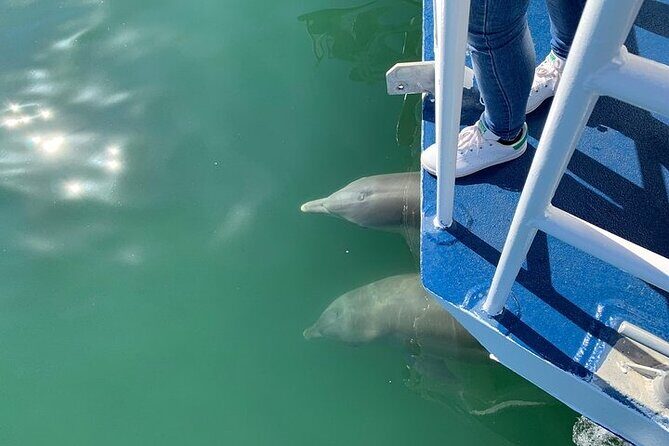 Surfers Paradise Sightseeing Midday River Cruise - Introduction: A Relaxing Way to See Surfers Paradise from the Water