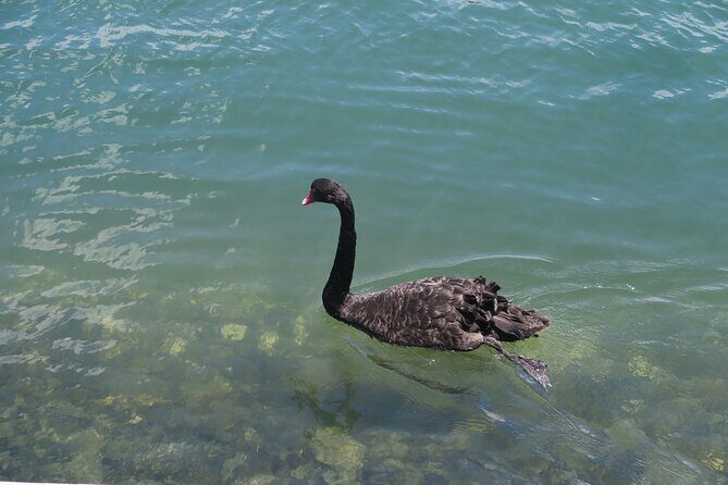 Surfers Paradise Sightseeing Midday River Cruise - The Sum Up: Is This the Right Tour for You?