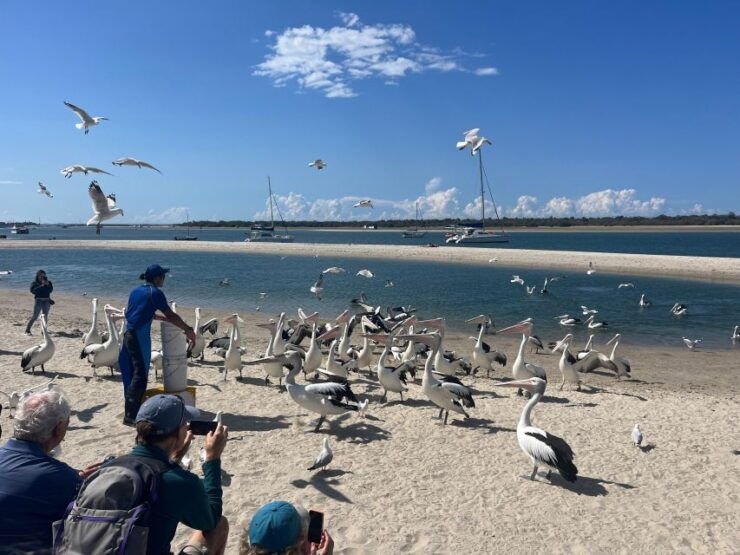 Surfers Paradise to Wavebreak Island Pelican Cruise Picnic - Booking and Flexibility