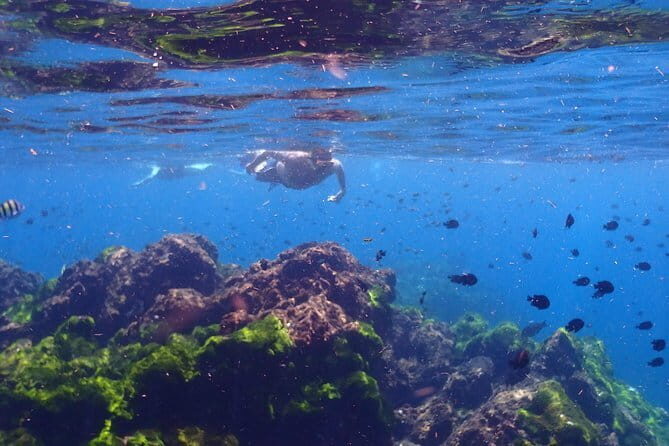 Surin Island Snorkeling by Speedboat from Khao Lak - Environmental and Seasonal Considerations