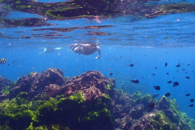 Surin Island Snorkeling by Speedboat From Khao Lak - Highlights of the Speedboat Excursion