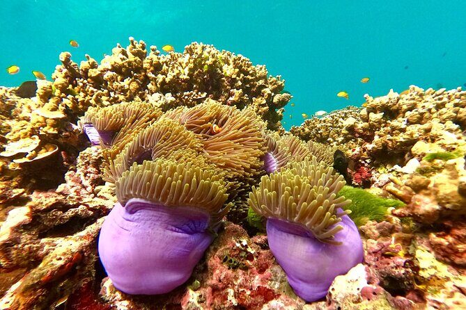 Surin Islands Clear Water Snorkeling Trip from Khao Lak - FAQ