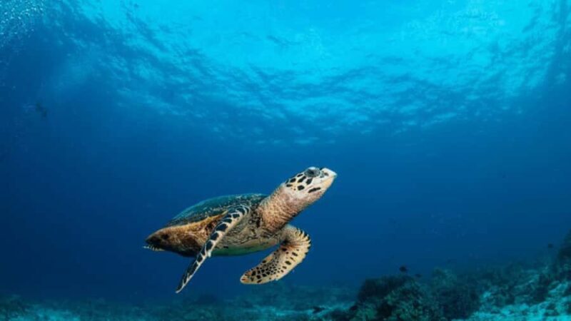 Surin Islands: Diving Day Trip from Khao Lak - Good To Know